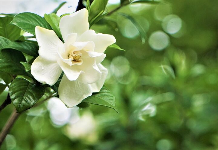 Gardenia Vs. Camellia: What Are The Major Differences?