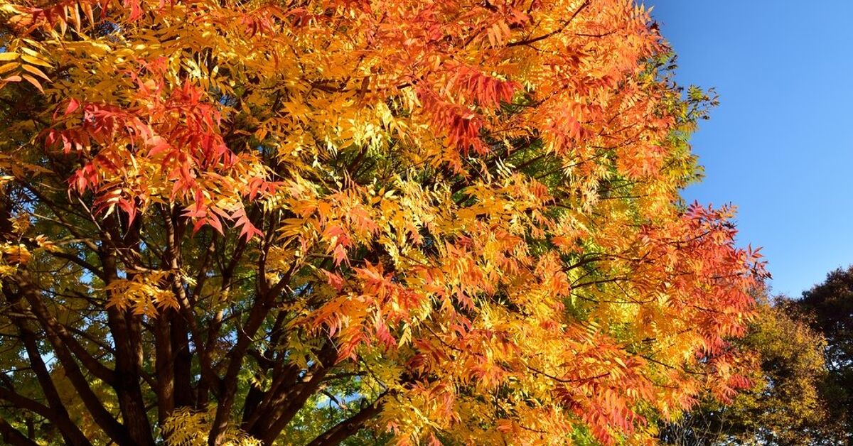 Pisha Tree What Are The Pros and Cons Of The Chinese Pistache Tree? | Upgradedhome.com