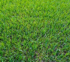 st augustine grass vs crabgrass what s the major difference