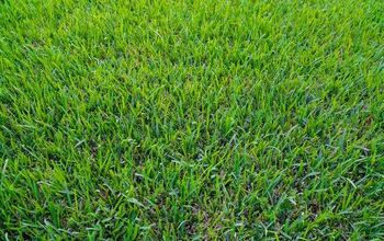 St. Augustine Grass Vs. Crabgrass: What's The Major Difference?
