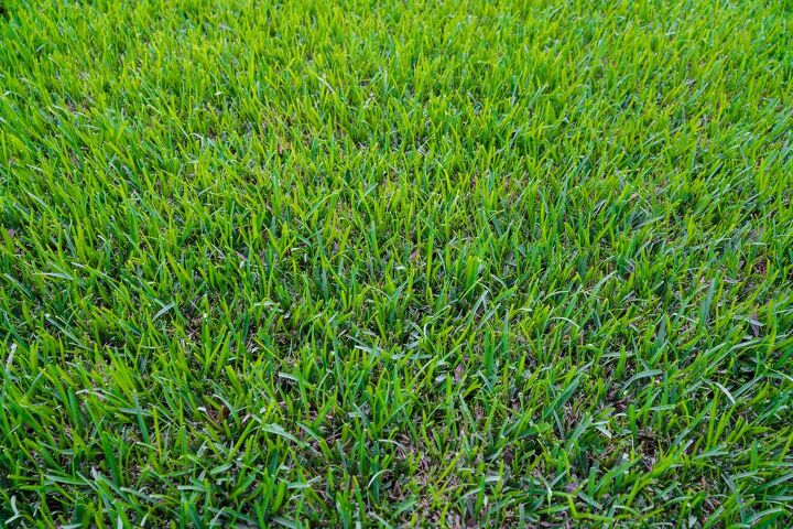 St. Augustine Grass Vs. Crabgrass: What's The Major Difference?