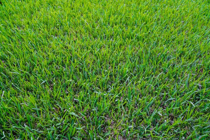 St. Augustine Grass Vs. Crabgrass: What's The Major Difference