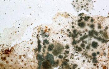 Will Alcohol Kill Mold? (Find Out Now!)
