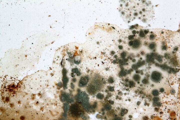 will alcohol kill mold find out now