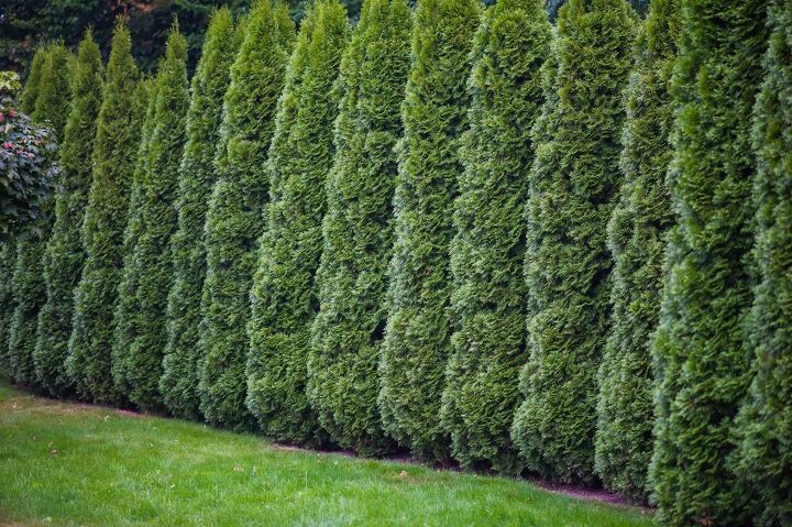 are arborvitae trees deer resistant find out now