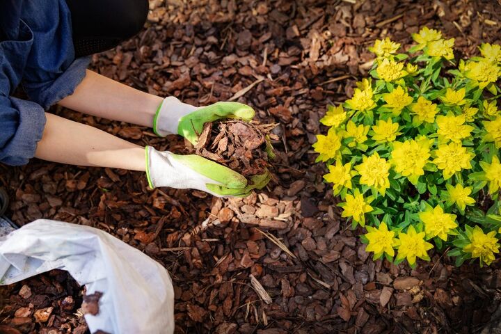 pine bark vs cypress mulch what are the major differences