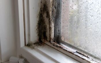 What Temperature Kills Mold? (Find Out Now!)