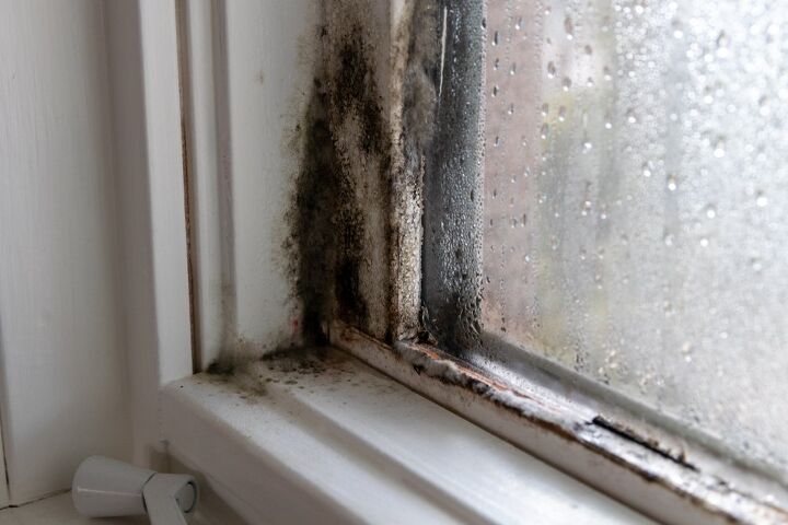 what temperature kills mold find out now