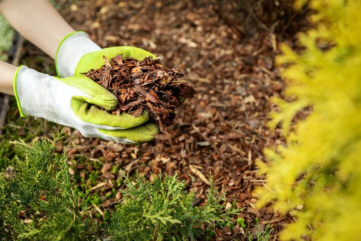 what is the best mulch to use to avoid termites find out now