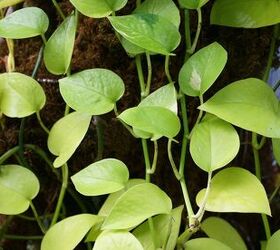 12 types of pothos house plants