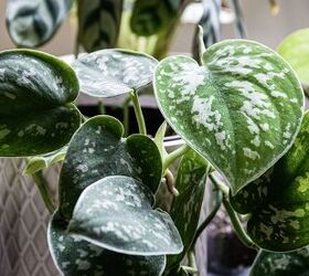 12 types of pothos house plants