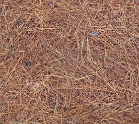 What Are The Pros And Cons Of Pine Straw Mulch?