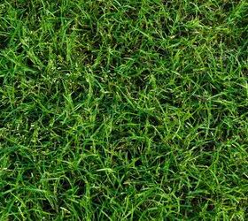 Fescue Vs. Bermuda Grass: Which One Is Better?