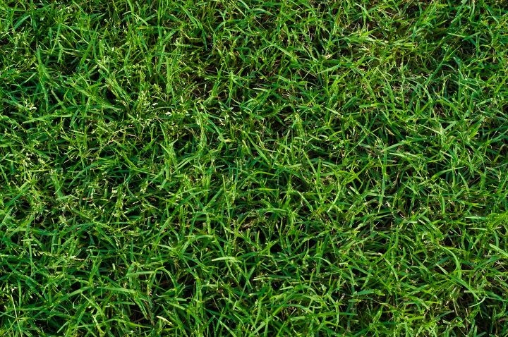 fescue vs bermuda grass which one is better