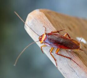 9 Bugs That Look Like Cockroaches (With Photos)