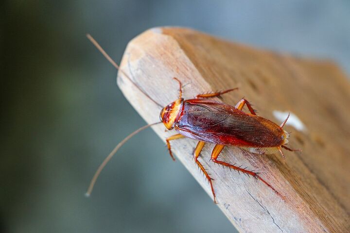 9 Bugs That Look Like Cockroaches (With Photos)