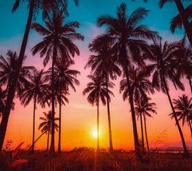 25 types of palm trees with photos