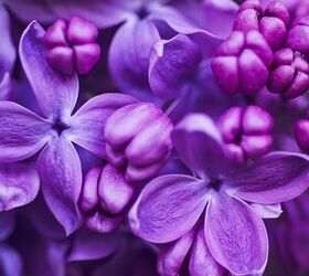 37 types of purple flowers with photos