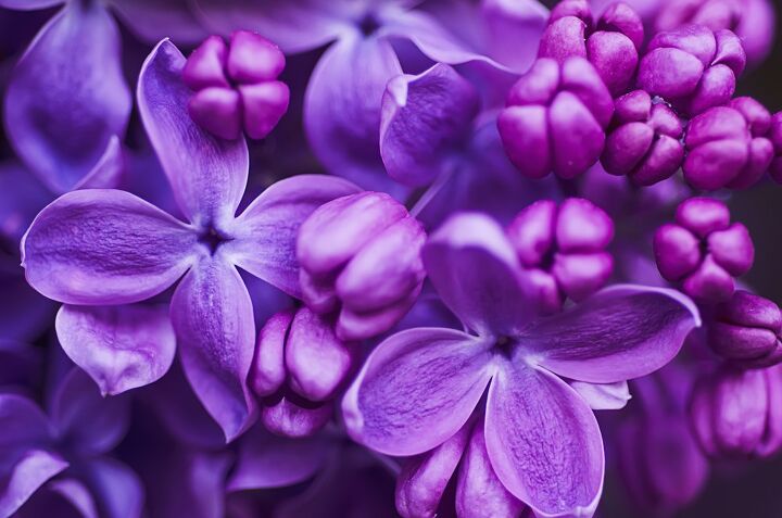 37 types of purple flowers with photos