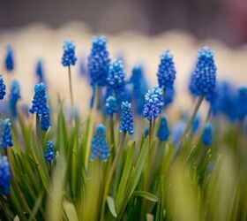 36 Names Of Blue Flowers (With Photos)