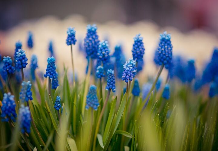 36 names of blue flowers with photos
