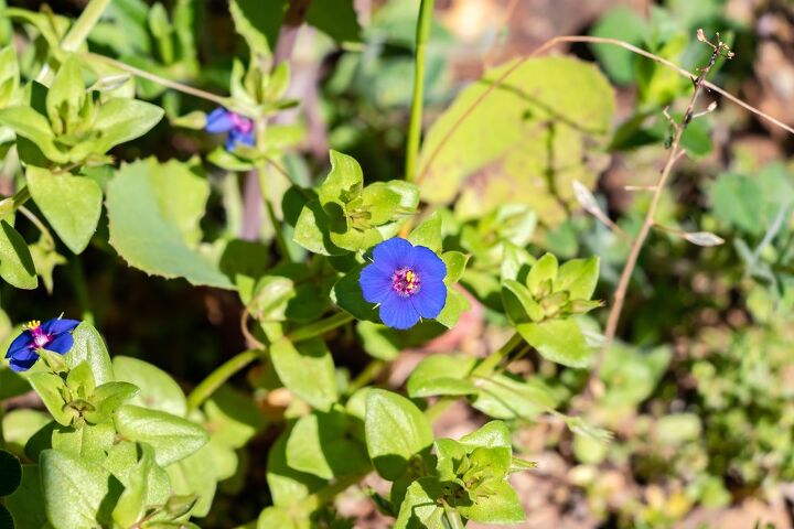 36 names of blue flowers with photos