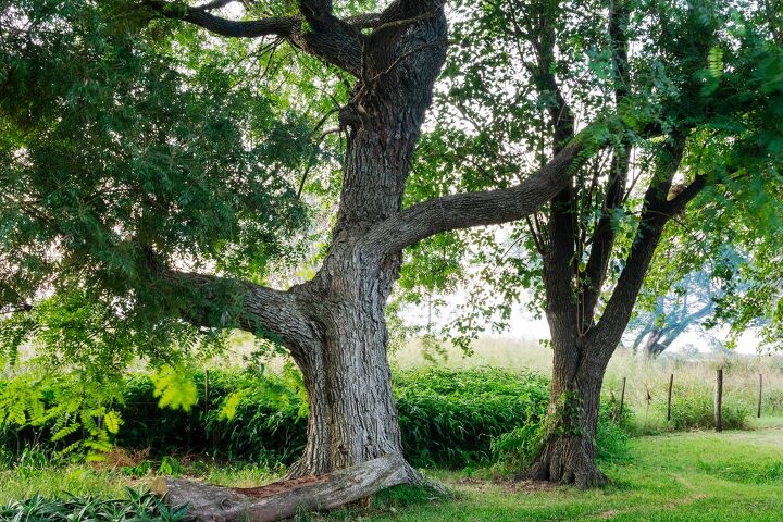 what are pros and cons of tipu trees