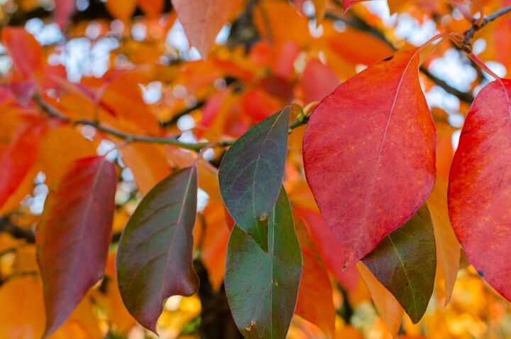 What Are The Pros And Cons Of A Black Gum Tree?