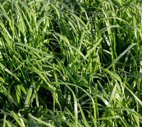 9 Types Of Ryegrass (With Photos)
