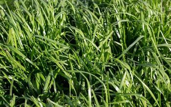 9 Types Of Ryegrass (With Photos)