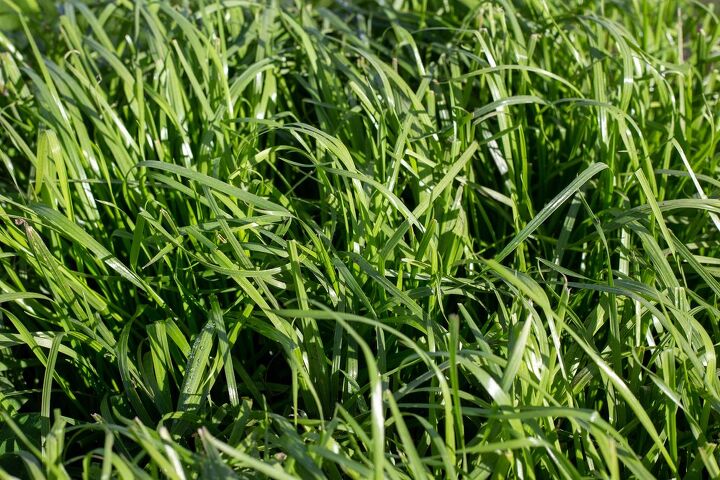 9 Types Of Ryegrass (With Photos) | Upgradedhome.com