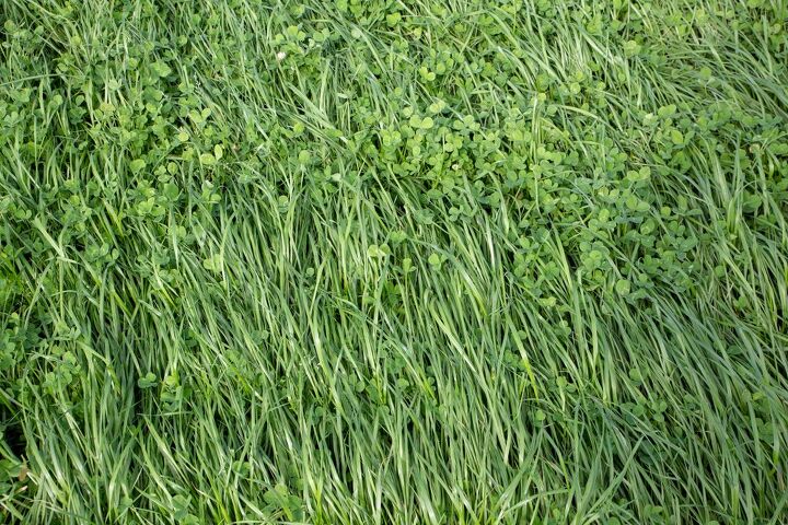 9 types of ryegrass with photos
