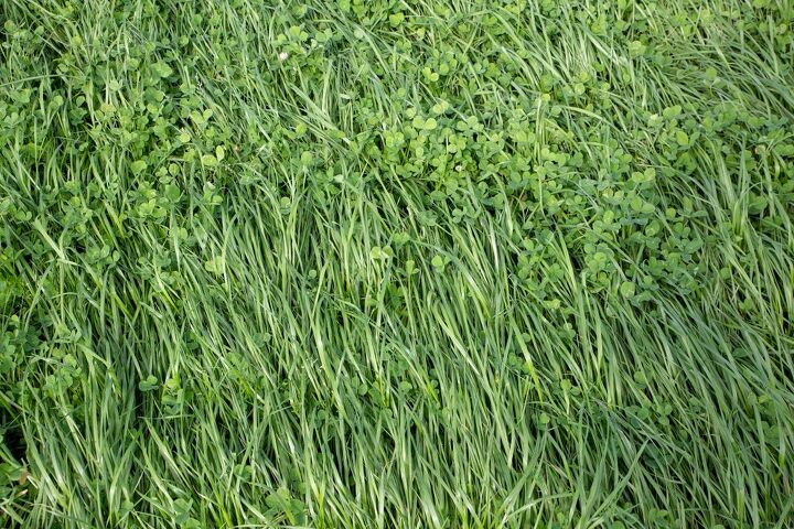 Identifying Rye 9 Types Of Ryegrass (With Photos) | Upgradedhome.com