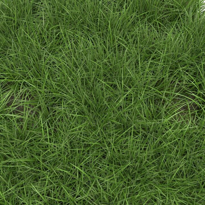 9 types of ryegrass with photos