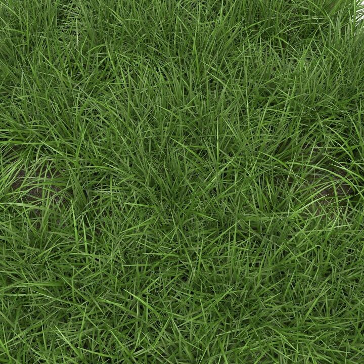 9 Types Of Ryegrass (With Photos) | Upgradedhome.com