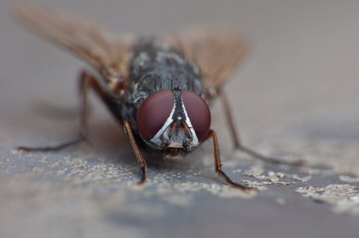 why are there flies in my basement find out now