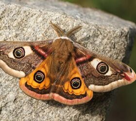 10 types of house moths with photos