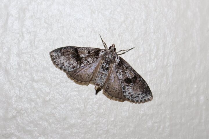 10 types of house moths with photos