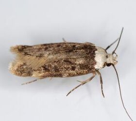 10 types of house moths with photos