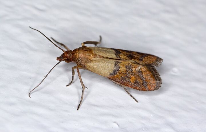 10 types of house moths with photos