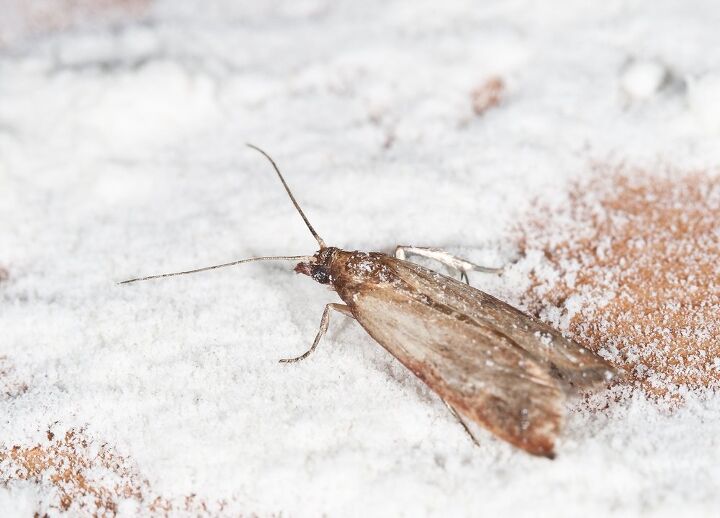 10 types of house moths with photos