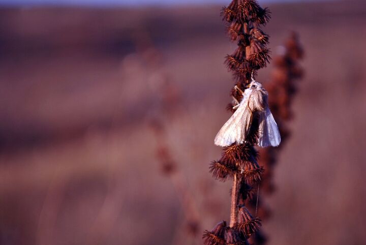 10 types of house moths with photos