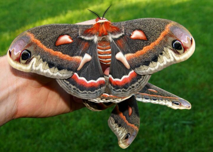 10 types of house moths with photos