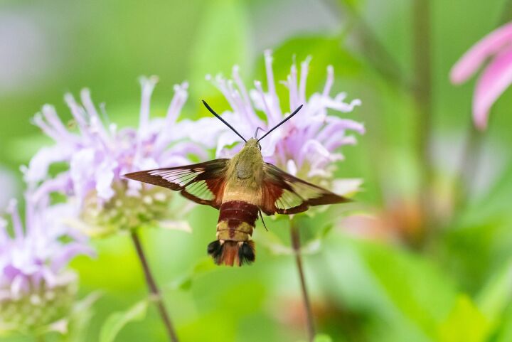 10 types of house moths with photos