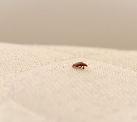 can bed bugs survive in a washing machine find out now
