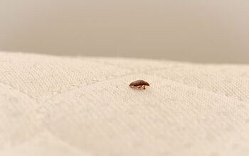 Can Bed Bugs Survive In A Washing Machine? (Find Out Now!)