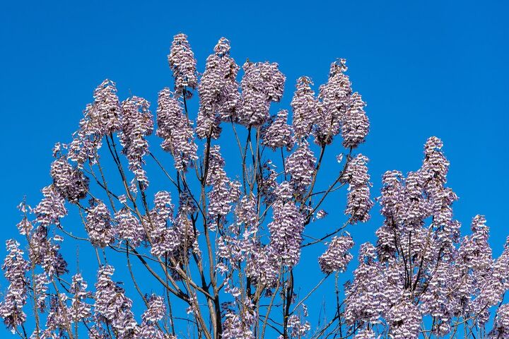 What Are The Pros and Cons Of Royal Empress Trees?