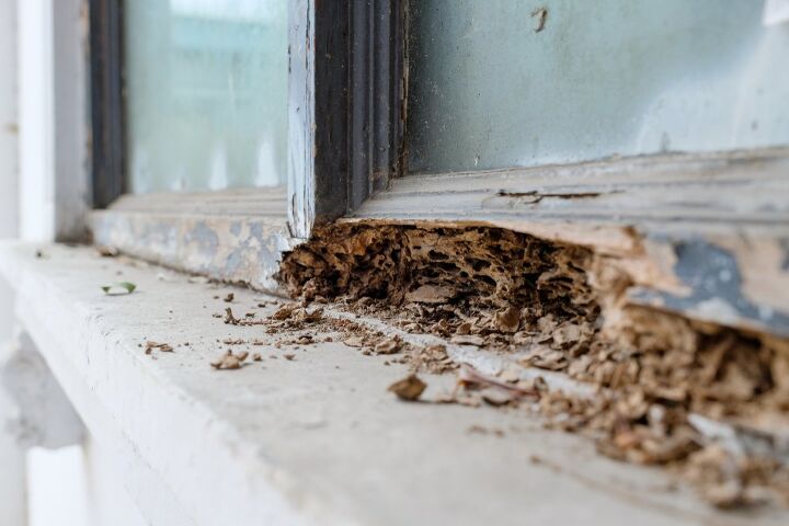 How Often Should You Treat Your House For Termites? (Find Out Now!)