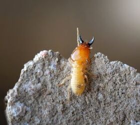 Can Termites Eat Through Concrete? (Find Out Now!)