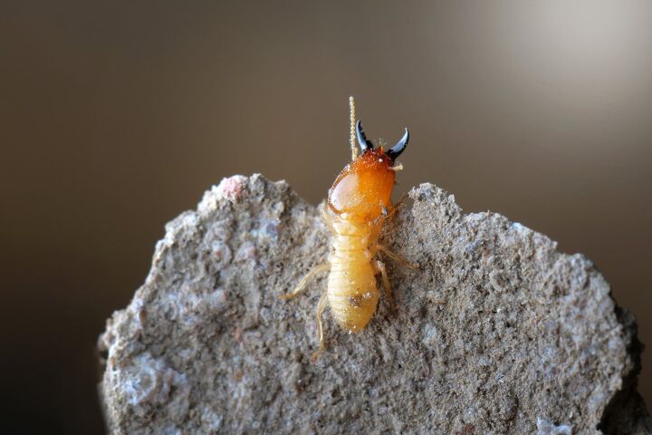 can termites eat through concrete find out now